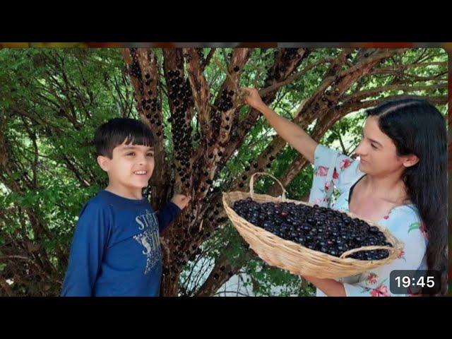 Temporada de jabuticaba- Brazilian Cleide