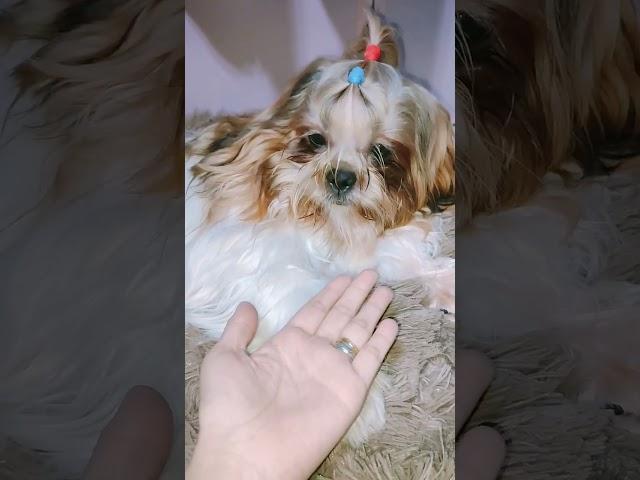 Twinnem | Coco The ShihTzu #shorts #doglover #dogs #pets #furbaby
