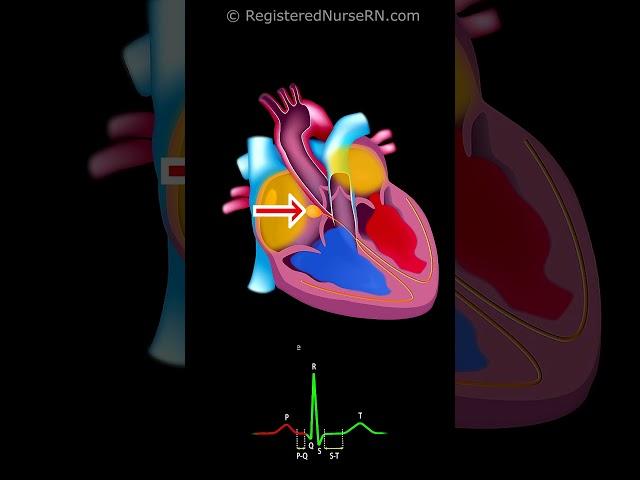 Cardiac Conduction System Electrical Signal Animation with ECG /EKG Waveform