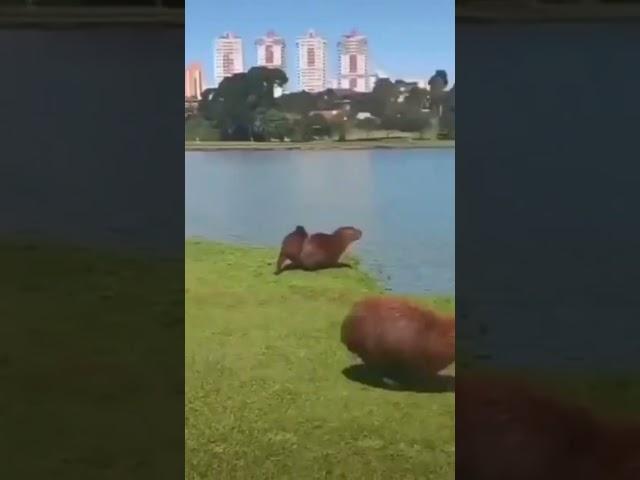 Капибара