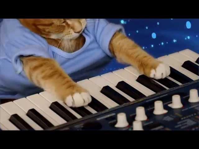 Keyboard Cat - "The Soul of A Cat"