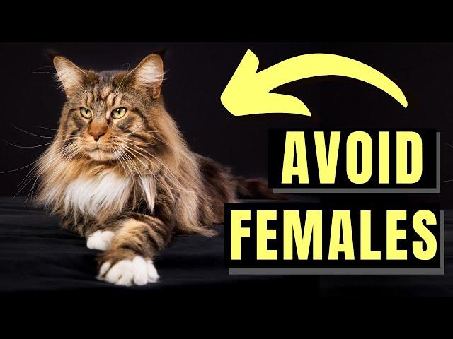 7 Reasons You SHOULD NOT Get A Maine Coon Female