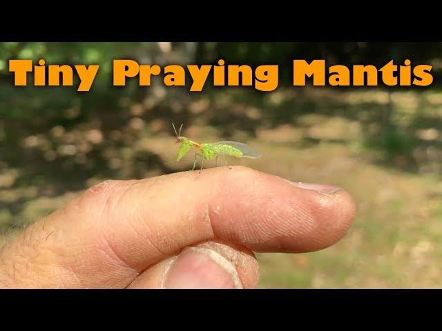 Tiny Praying Mantis