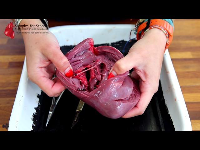 Heart Dissection GCSE A Level Biology NEET Practical Skills