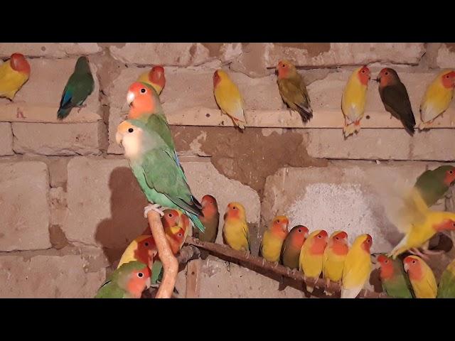 попугаи неразлучники // секреты разведения 1 часть из  3... lovebirds parrots // breeding secrets