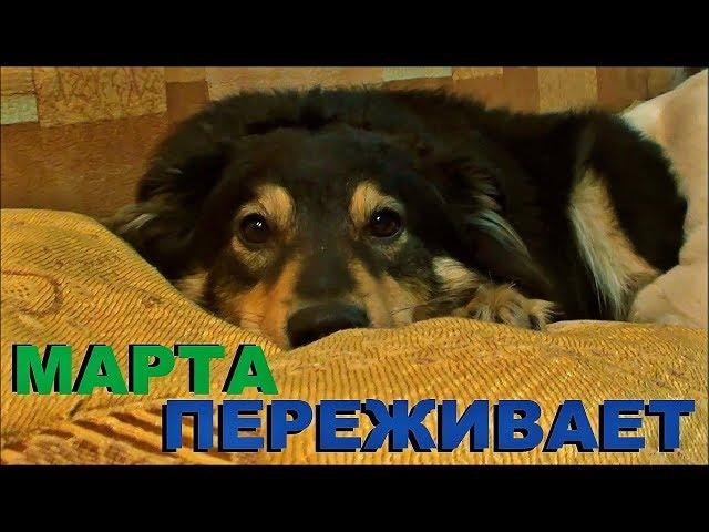 Собака Марта рассказывает о своих переживаниях