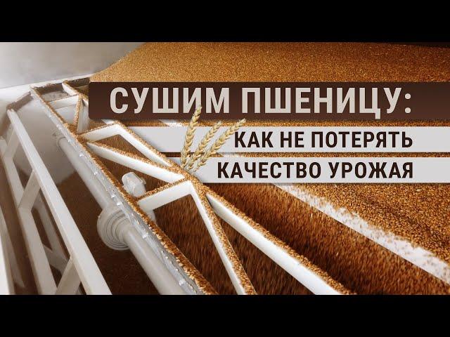 Сушим пшеницу: как не потерять качество урожая