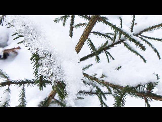 Весенняя капель.