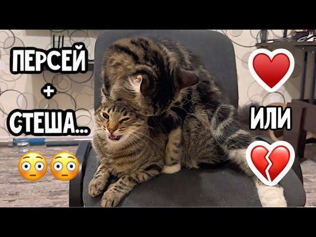 Любовь между котиками или нет 