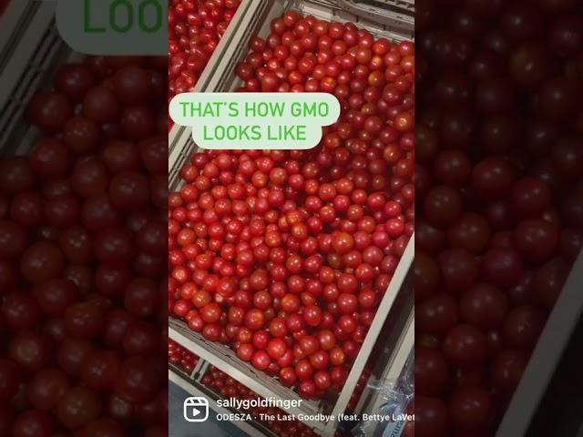 How does GMO vegetables look like?