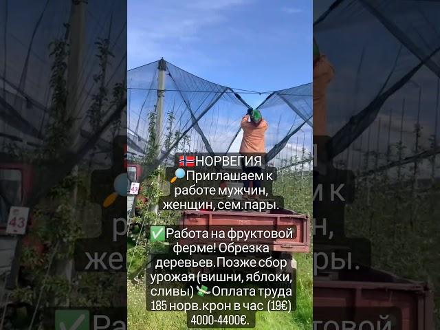работа в Норвегии сезонные фермы