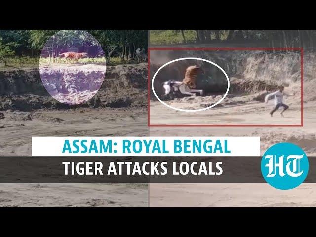 Watch: Royal Bengal Tiger attacks locals after straying out of Assam’s forest