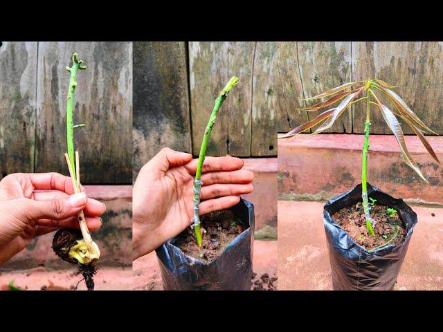 Mango Stone Grafting | mango grafting technique | how to graft mango #mango_grafting