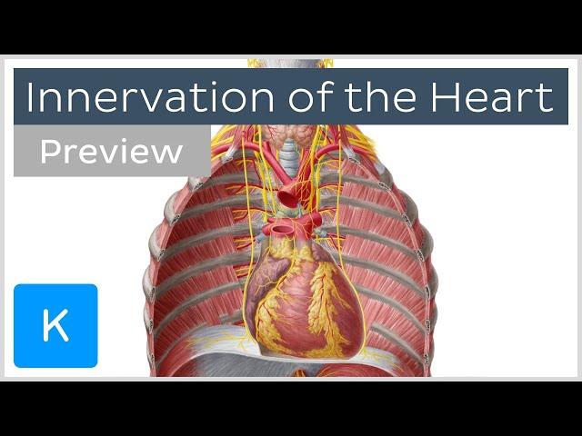 Innervation of the heart (preview) - Human Anatomy | Kenhub