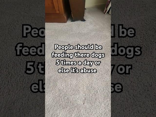 She forgot to record it. #dog #funny #cute