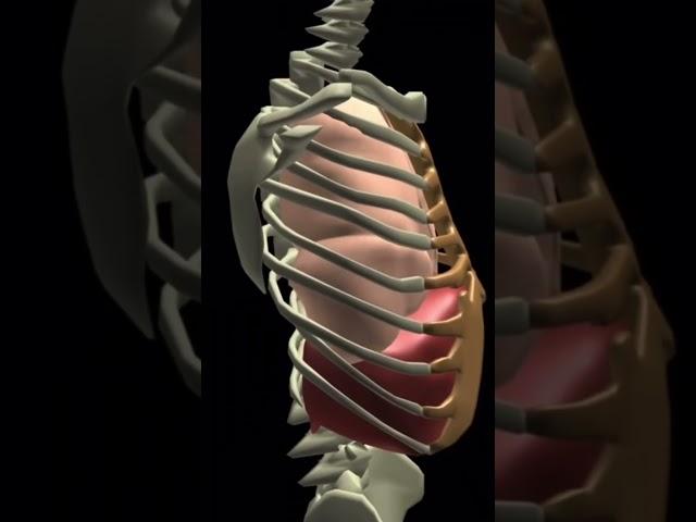 Почему зевота помогает проснуться?  #биология #егэ #егэ2023 #огэ #biology #shorts