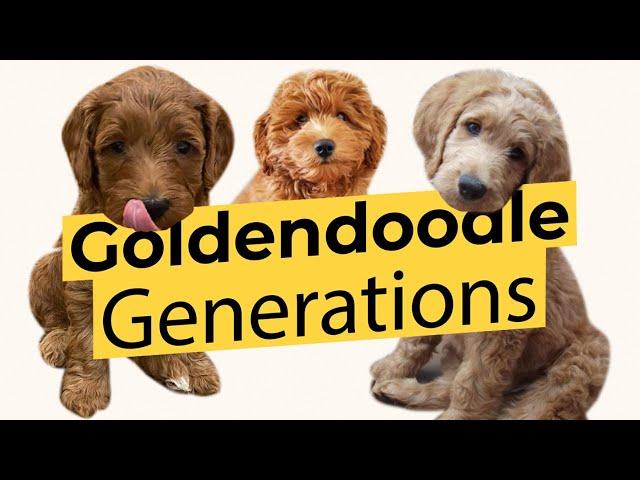 Best Goldendoodle Generations! F1  F1B  F1BB  F2  F2B  F3