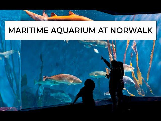 Maritime Aquarium: Everything You Need to Know