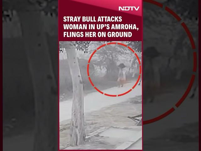 Stray Bull Attacks Woman In UP’s Amroha, Flings Her On Ground