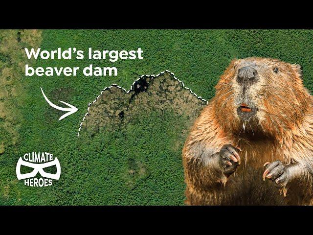 This Beaver Dam is So Huge, You Can See It from Space | Climate Heroes