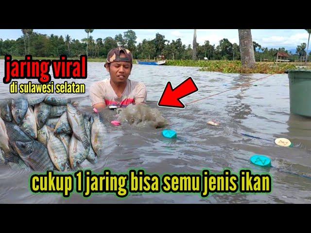 BERPETUALANG MENJARING IKAN NILA DI SAWAH BANJIR MEMBAWA REJEKI