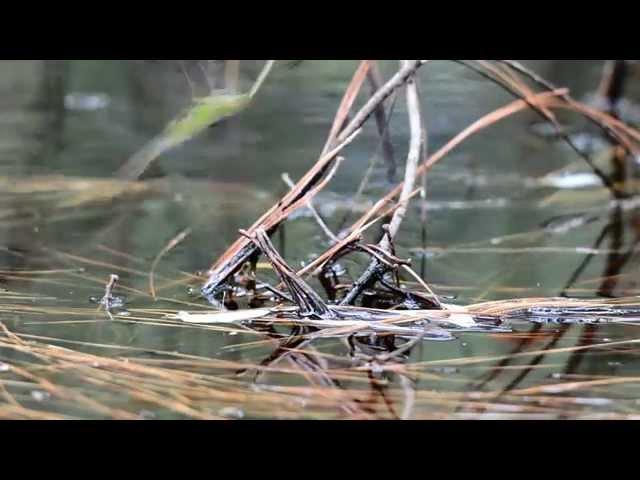 Common Green Darners