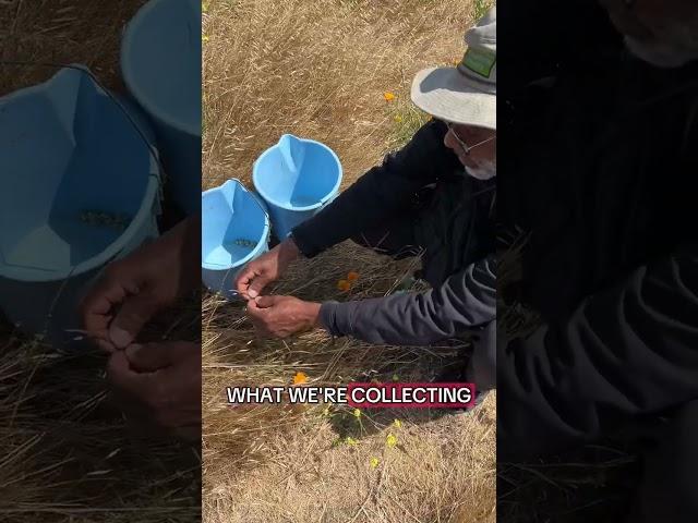 Our staff had a morning to volunteer with SF Recs and Park! #bayarea #tiktok #nature #volunteering