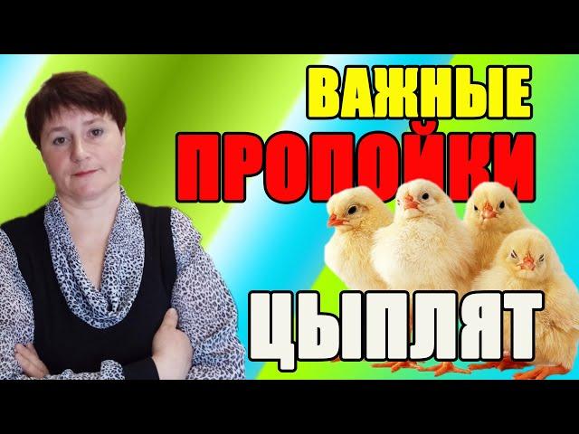 ВАЖНЫЕ ПРОПОЙКИ цыплят с первых дней жизни.