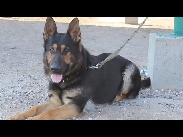 Немецкие Овчарки клуба КАСКАД. Раздел "Защита". Working German Shepherds. Protection.