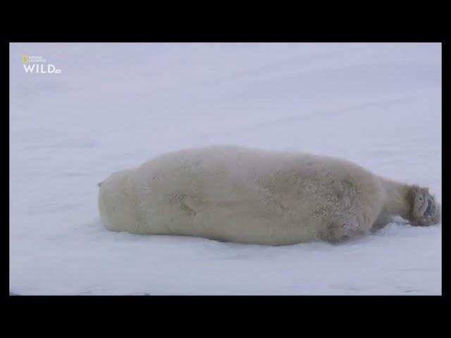 Королевство Белых Медведей  часть 1   Мир дикой природы.