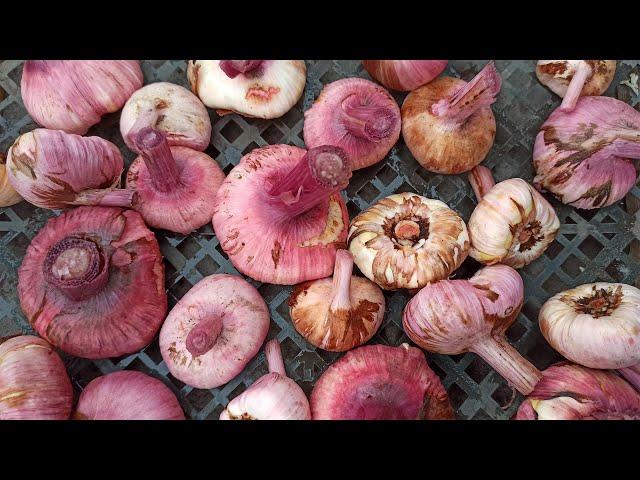 When to dig up gladioli and how to prepare gladiolus bulbs for winter storage