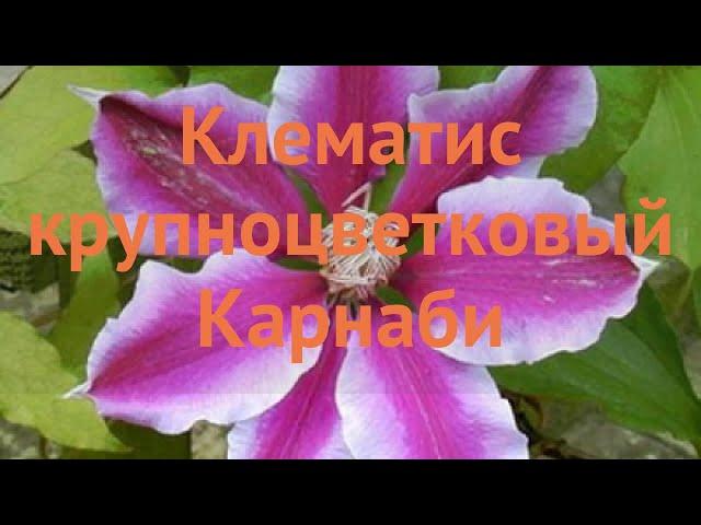 Клематис крупноцветковый Карнаби (clematis carnaby)  обзор: как сажать, саженцы клематиса Карнаби