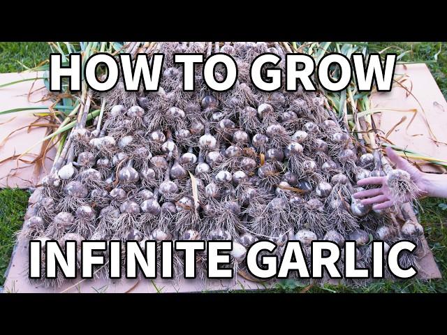 How To Grow Garlic 1 Year Of Filming