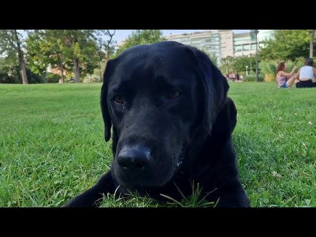 Жара,прогулки с лабрадором #лабрадор #лабрадорретривер #ретривер #cachorro #labrador #чёрный