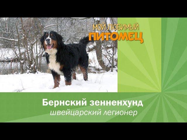 БЕРНСКИЙ ЗЕННЕНХУНД: особенности содержания, характер, воспитание, плюсы и минусы породы