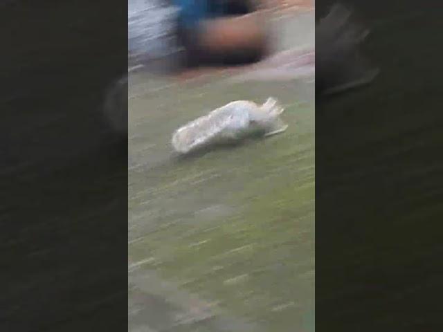 The Drop #squirrel #squirreltribe #funny #sevenseesmusic2020