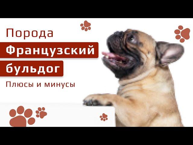 Порода французский бульдог плюсы и минусы