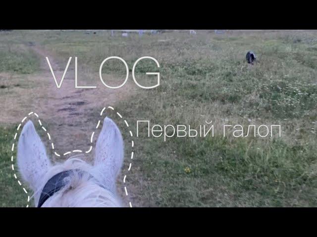 VLOG | Влог с конюшни. Первый галоп