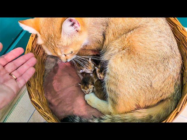 SAND CAT GLASHA HAS GIVEN BIRTH!/Reaction of hybrid kittens to meat/Maine Coon Lord swings in chair