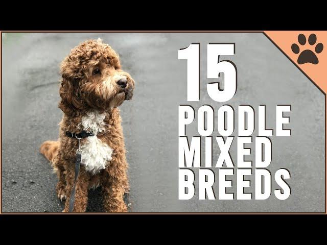 15 Poodle Mix Breeds That Will Melt Your Heart