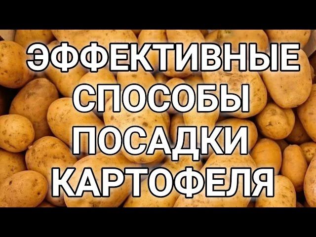 ЭФФЕКТИВНЫЕ МЕТОДЫ И СПОСОБЫ ПОСАДКИ КАРТОФЕЛЯ