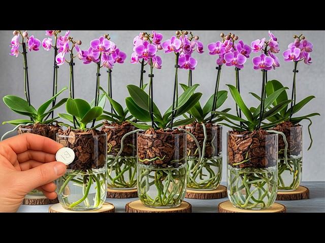 Strangely, growing orchids without watering makes them grow quickly and bloom all year round