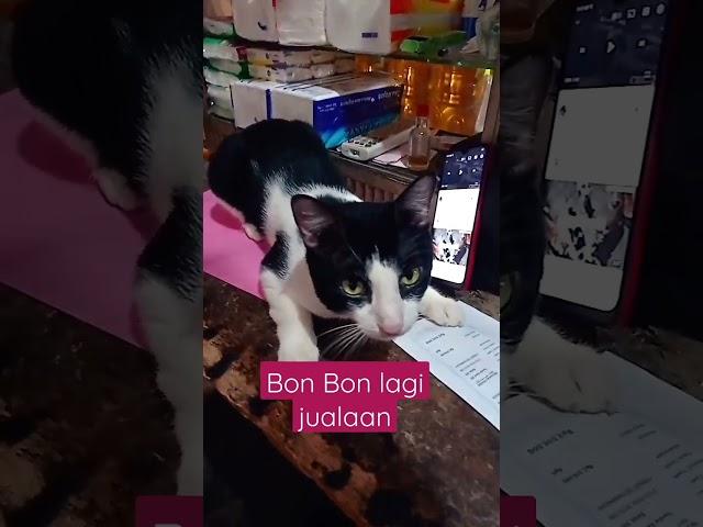 bonbon lagi jualaan#videoshorts#shorts#catlover #cats #kucingjalanan