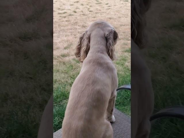 Nic cocker Spaniel playing with sister in the backyard #cockerspaniel #dogs ##youtubeshorts