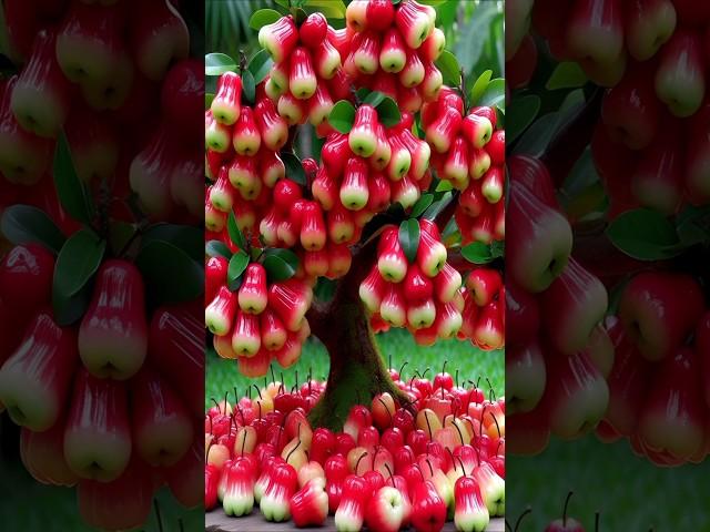 Quick and easy method for planting and growing waxapple fruit trees. #gardening