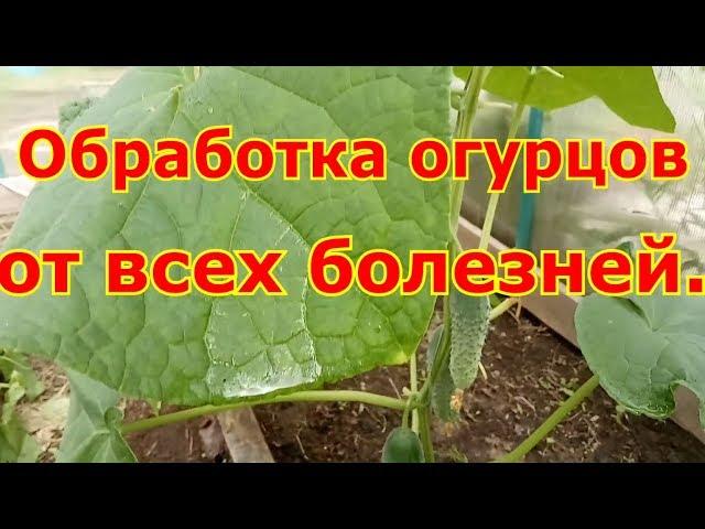 Одна обработка огурцов от всех болезней!