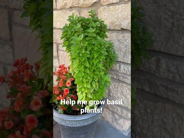 Basil Plant growing suggestions