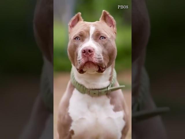 Amazing Pitbull dog #dog