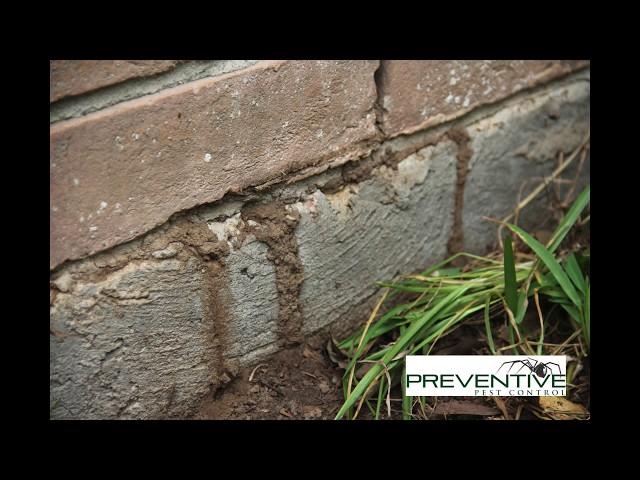 Signs of Termite Activity