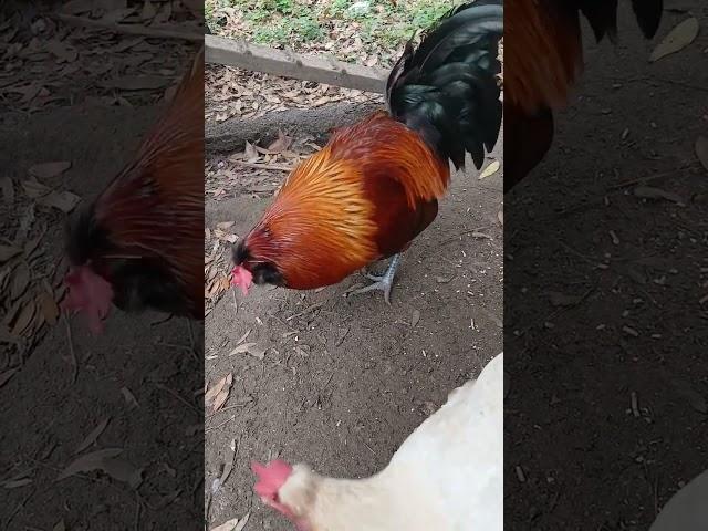 my rooster being sweet #backyardfarm #rooster #chickens